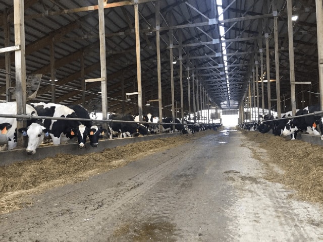 Cattle Barn where spent sand was safely reused